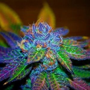 Meet your Posher, Timothy